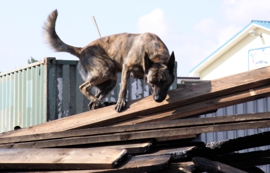 Brandmittelspürhund