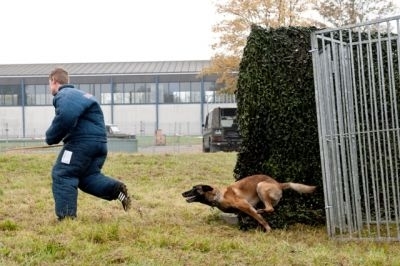 Schutzhundausbildung